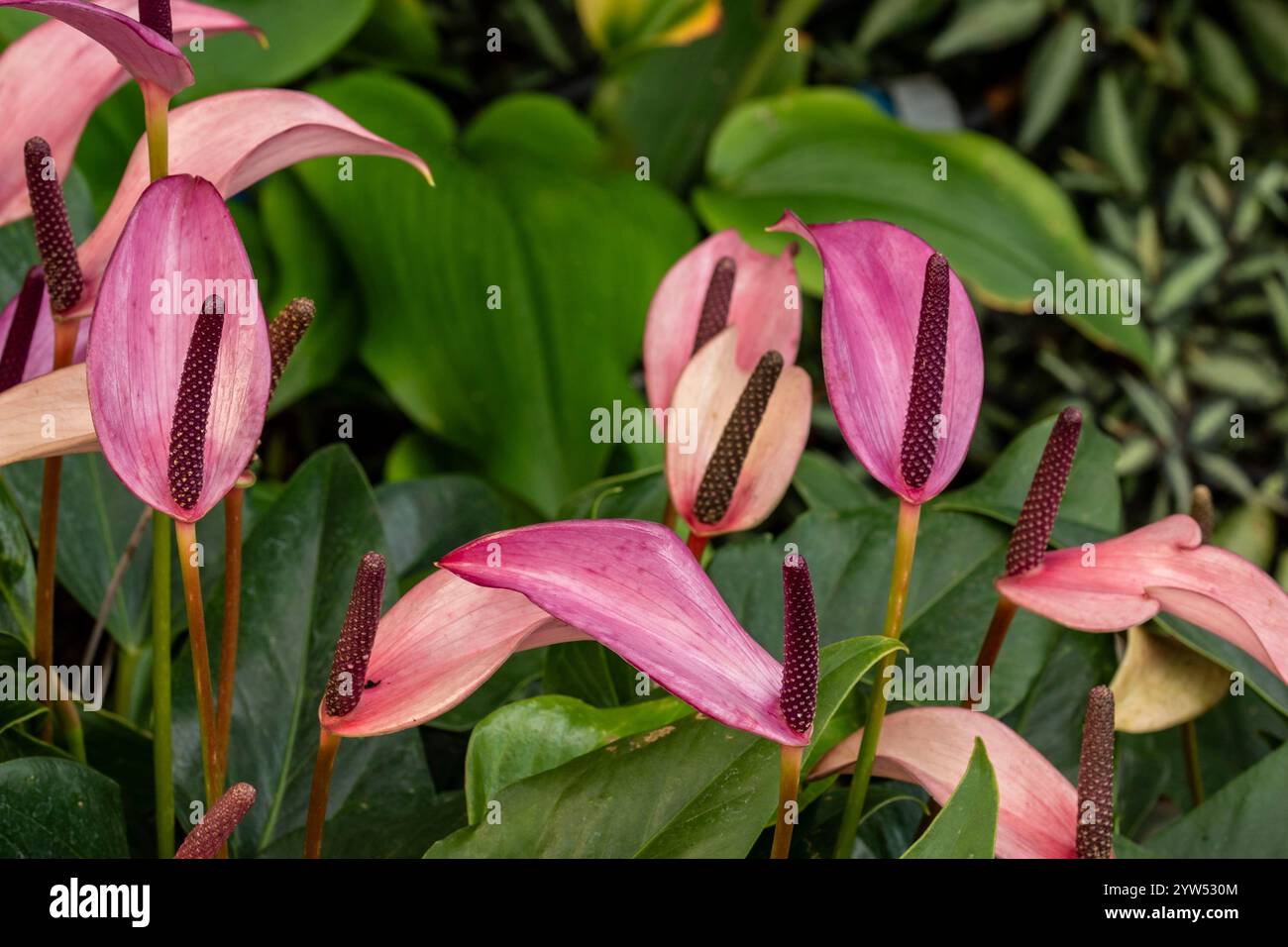 Belle plante de jardin d'hiver Anthurium Zizou, portrait naturel de plante en gros plan. Séduisant, fiable, authentique, Moody, nouveau, bsorbing, abstraction, Banque D'Images