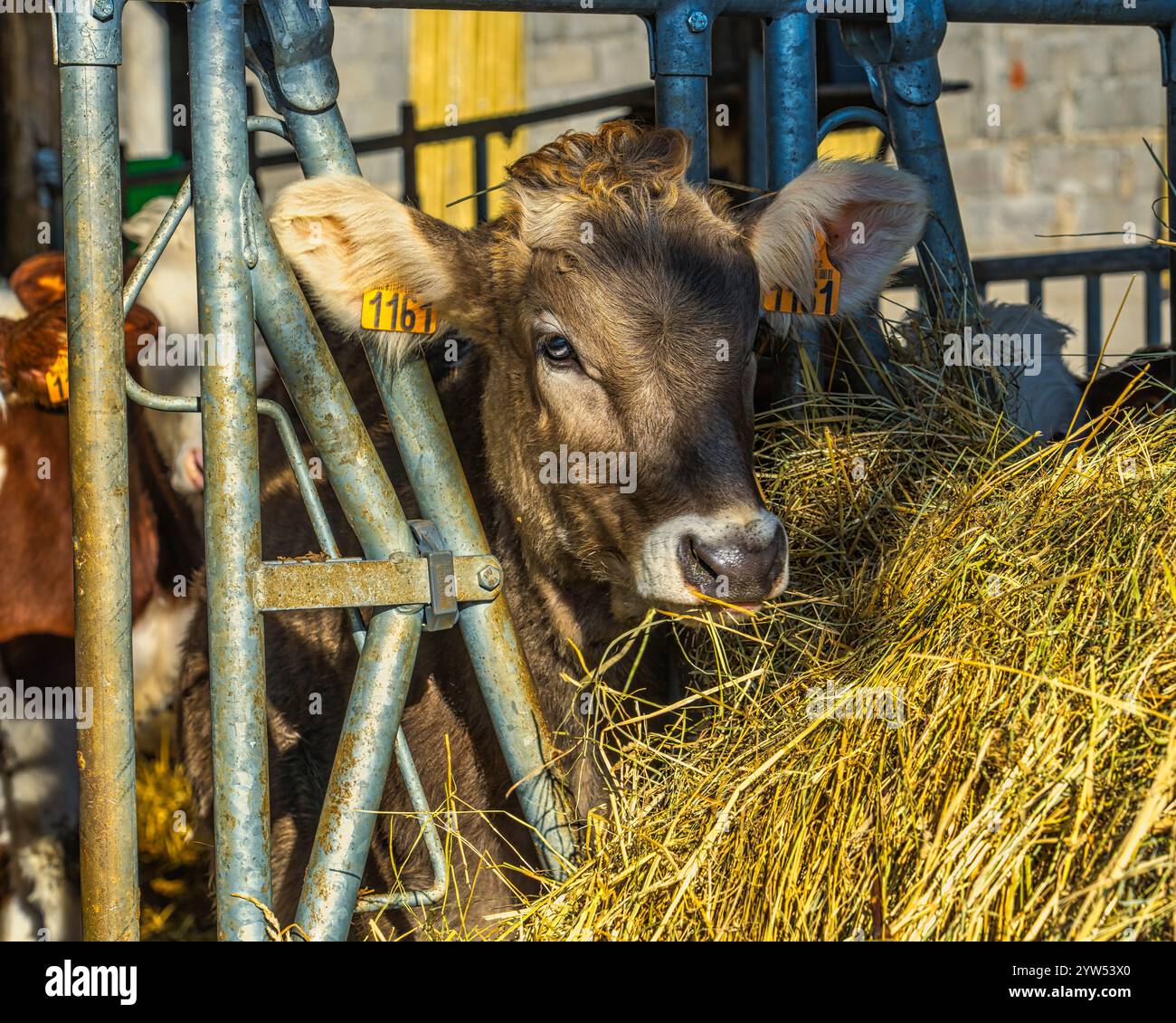 Un veau regarde hors de l'enclos pour manger du foin. France, Europe Banque D'Images