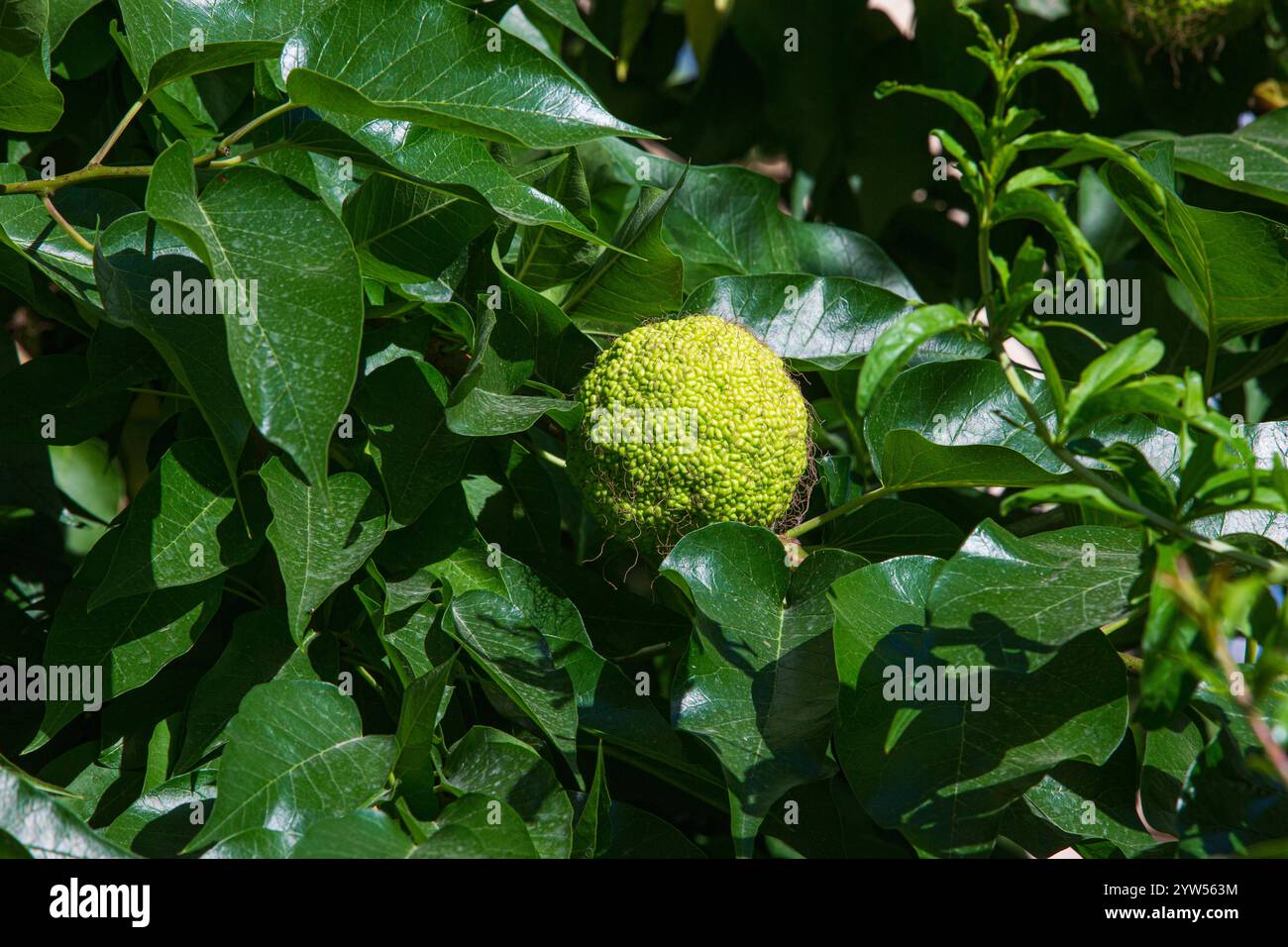 Un Osage orange sur un arbre à Icheri-Shekher (vieille ville) de Bakou, Azerbaïdjan Banque D'Images