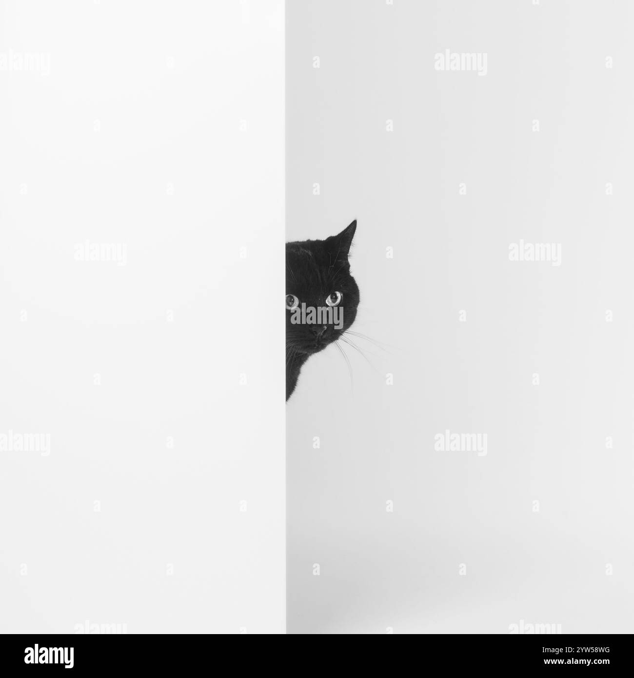 Un chat noir curieux regarde autour d'un mur blanc. Banque D'Images