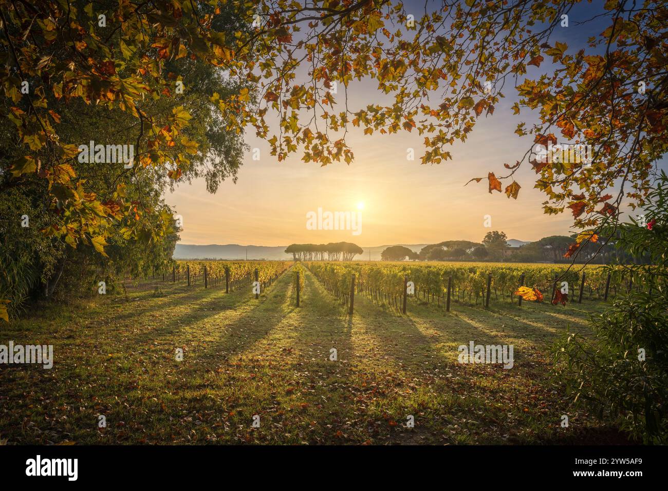 Vignoble de Bolgheri, et groupe de pins au lever du soleil.Feuilles d'arbre d'avion comme un cadre, saison d'automne.Paysage en Alta Maremme, région Toscane, Italie, EUR Banque D'Images