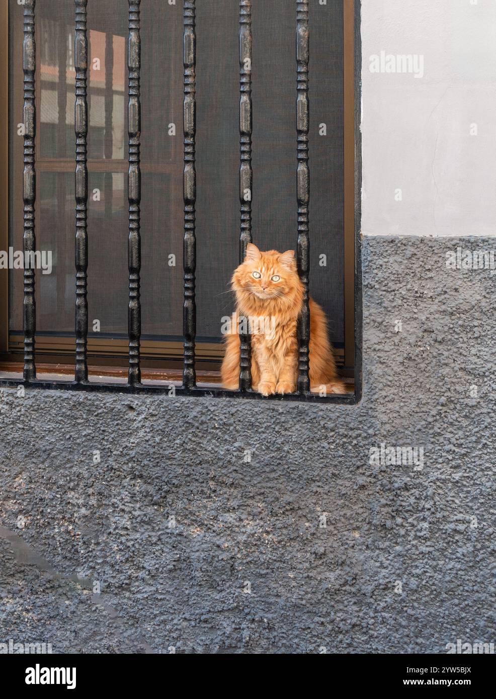 Grand chat derrière des barres de fenêtre en acier sur la maison en Espagne Banque D'Images