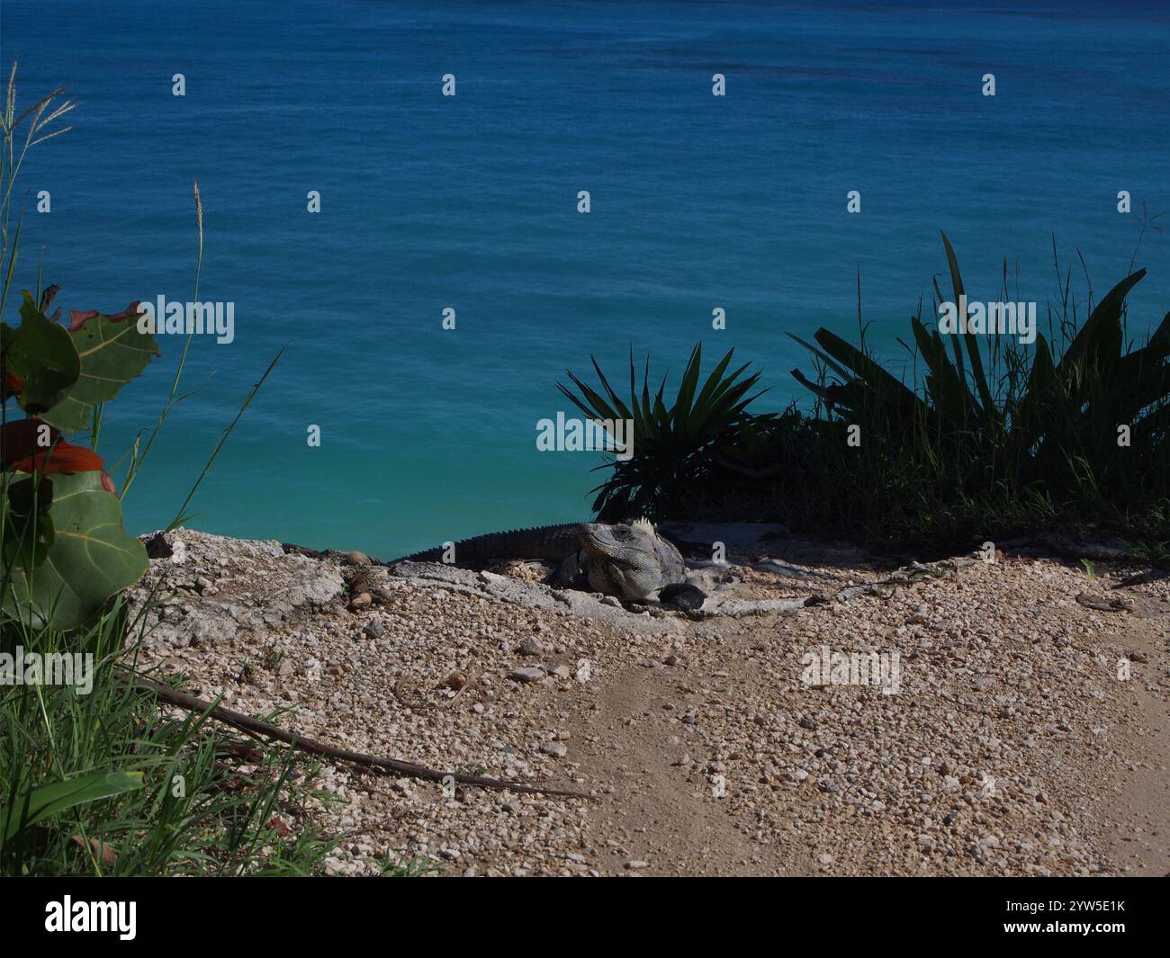Iguane vert (iguane iguane) bain de soleil sur une falaise à Tulum, Quintana Roo, Mexiko, près des ruines mayas Banque D'Images