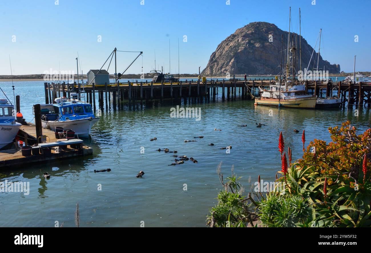 Mère Otter de mer s'occupant de son bébé loutre - Morro Bay, Californie Banque D'Images