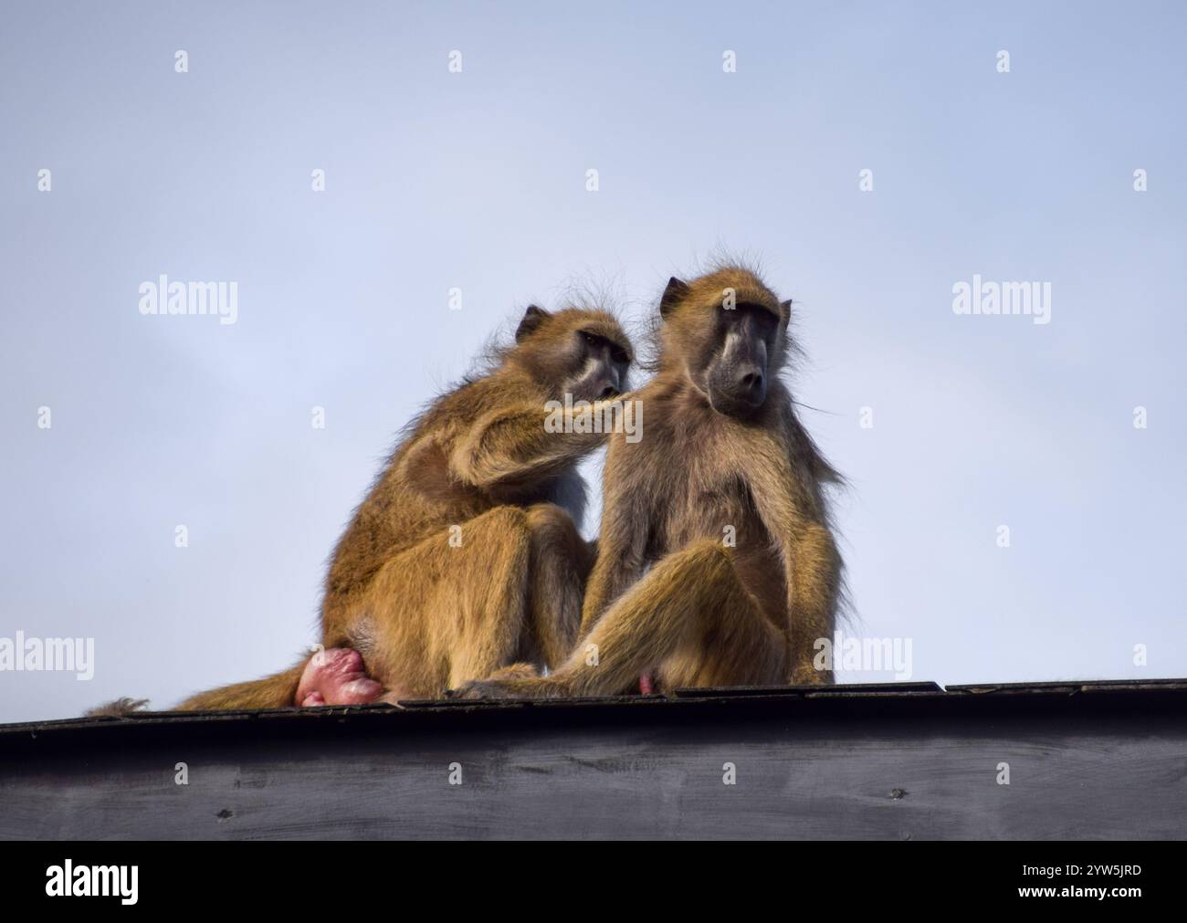 Une paire de babouins du Cap, également connus sous le nom de babouins chacma, se toilettent sur le toit du Hwange Safari Lodge au Zimbabwe. Crédit : Vuk Valcic / Alamy Banque D'Images