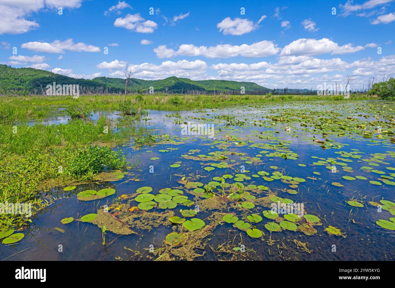 Zones humides Backwater du fleuve Mississippi dans la réserve naturelle nationale de Trempealeau dans le Wisconsin Banque D'Images
