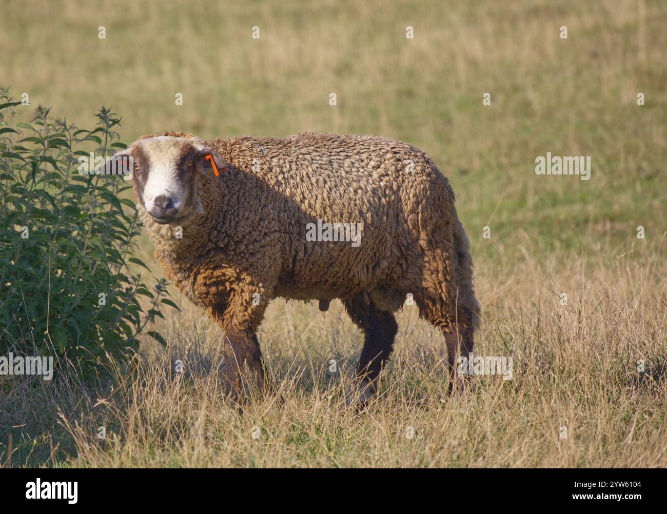 Mouton et agneau dans le champ d'herbe verte Banque D'Images