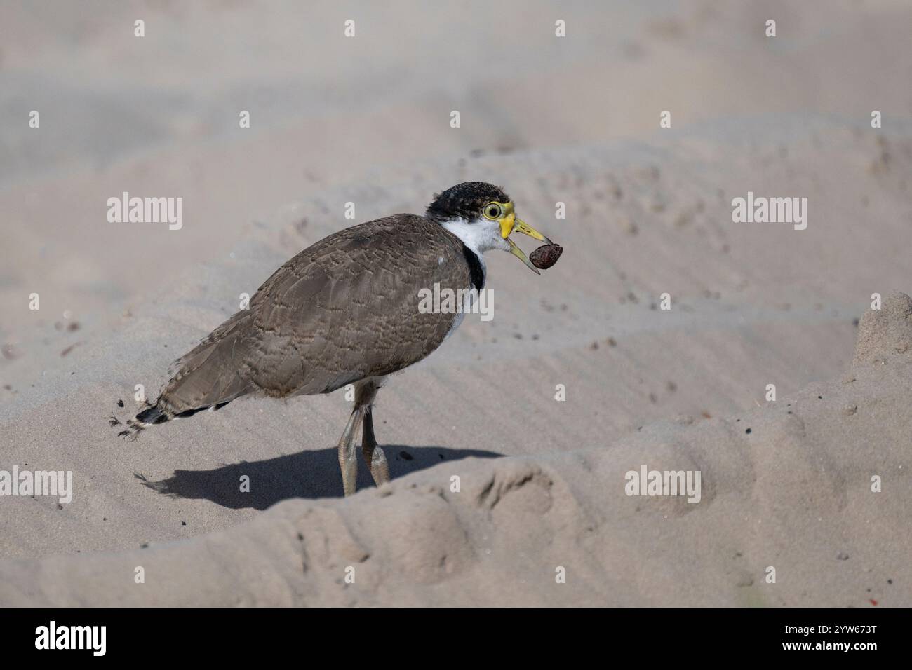 Jeune Pluvier masqué (Vanellus Miles) avec de la nourriture à bec, North Stradbroke Island, Queensland, Queensland, Queensland, Queensland, Australie Banque D'Images