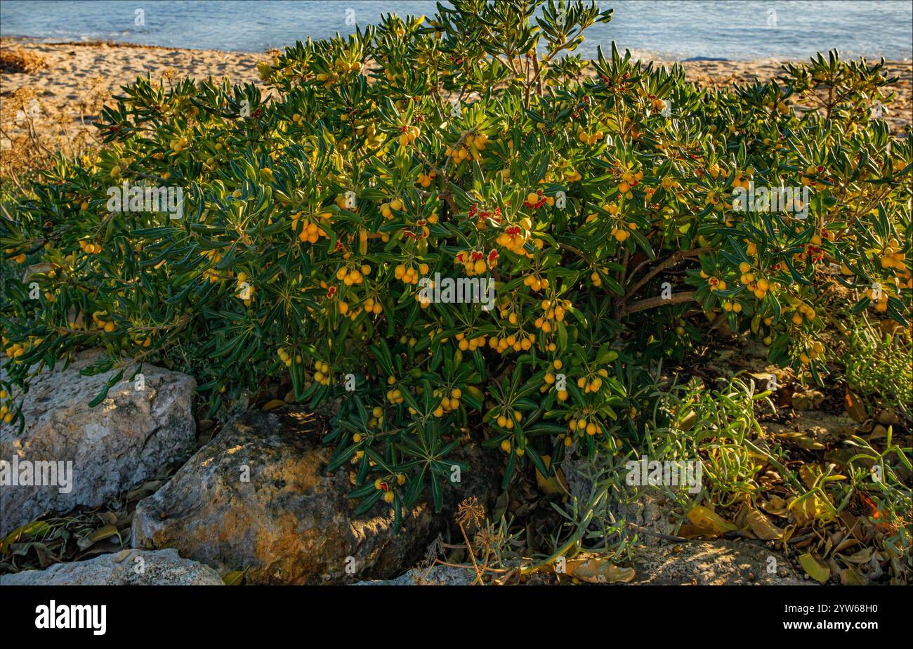 Cambrils, Tarragone, Espagne - 4 décembre 2024 - les graines rouges et les baies jaune vif de l'usine de bois de fromage japonais sur le rivage de la mer Banque D'Images