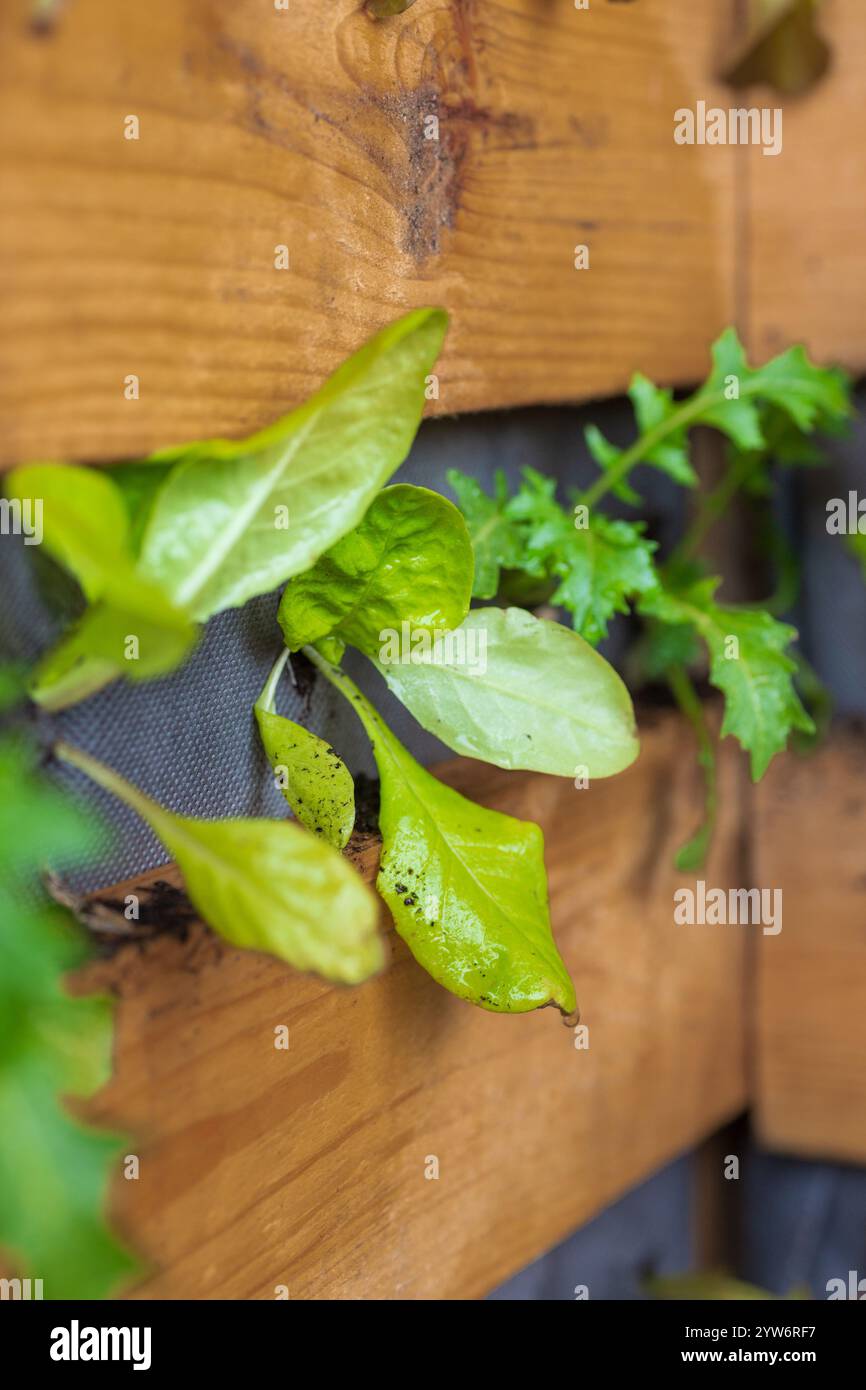 Jardin vertical avec des verts feuillus frais dans le planteur de palette en bois DIY Banque D'Images