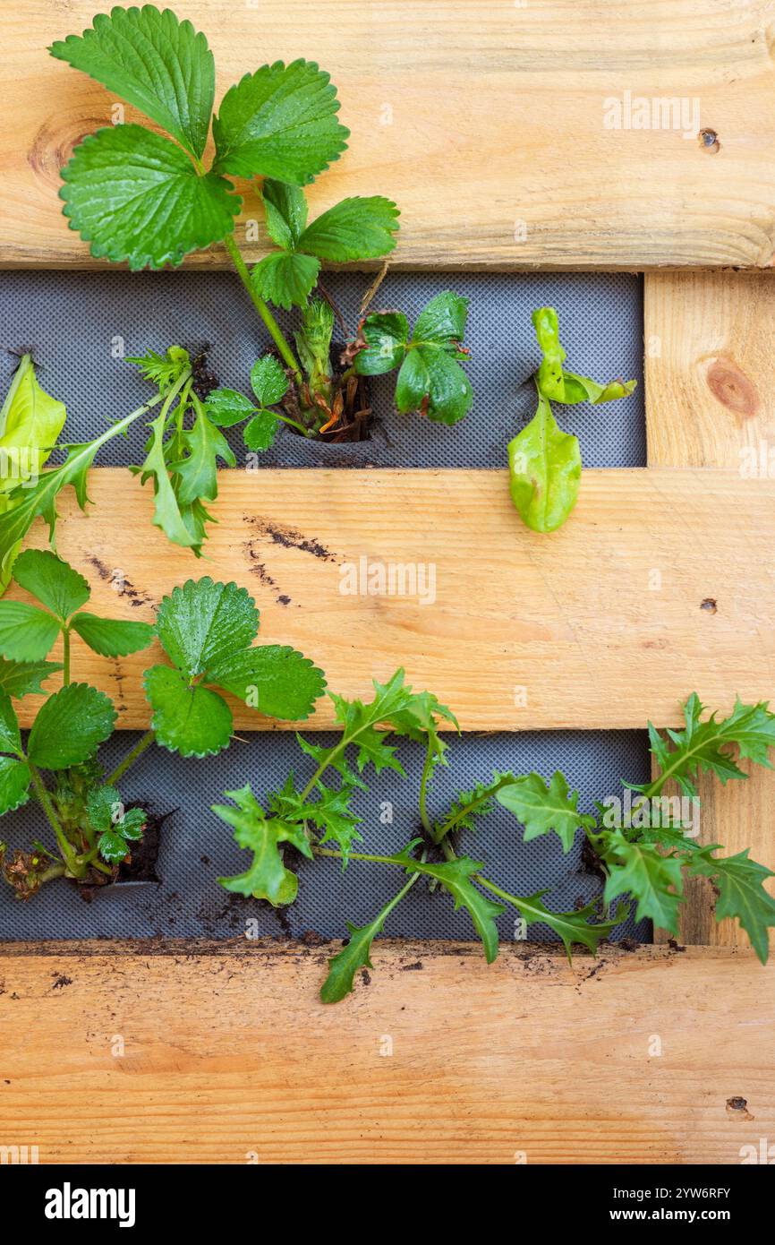 Culture de fraises et de laitues dans une jardinière verticale en bois DIY. Plantation compagnon Banque D'Images