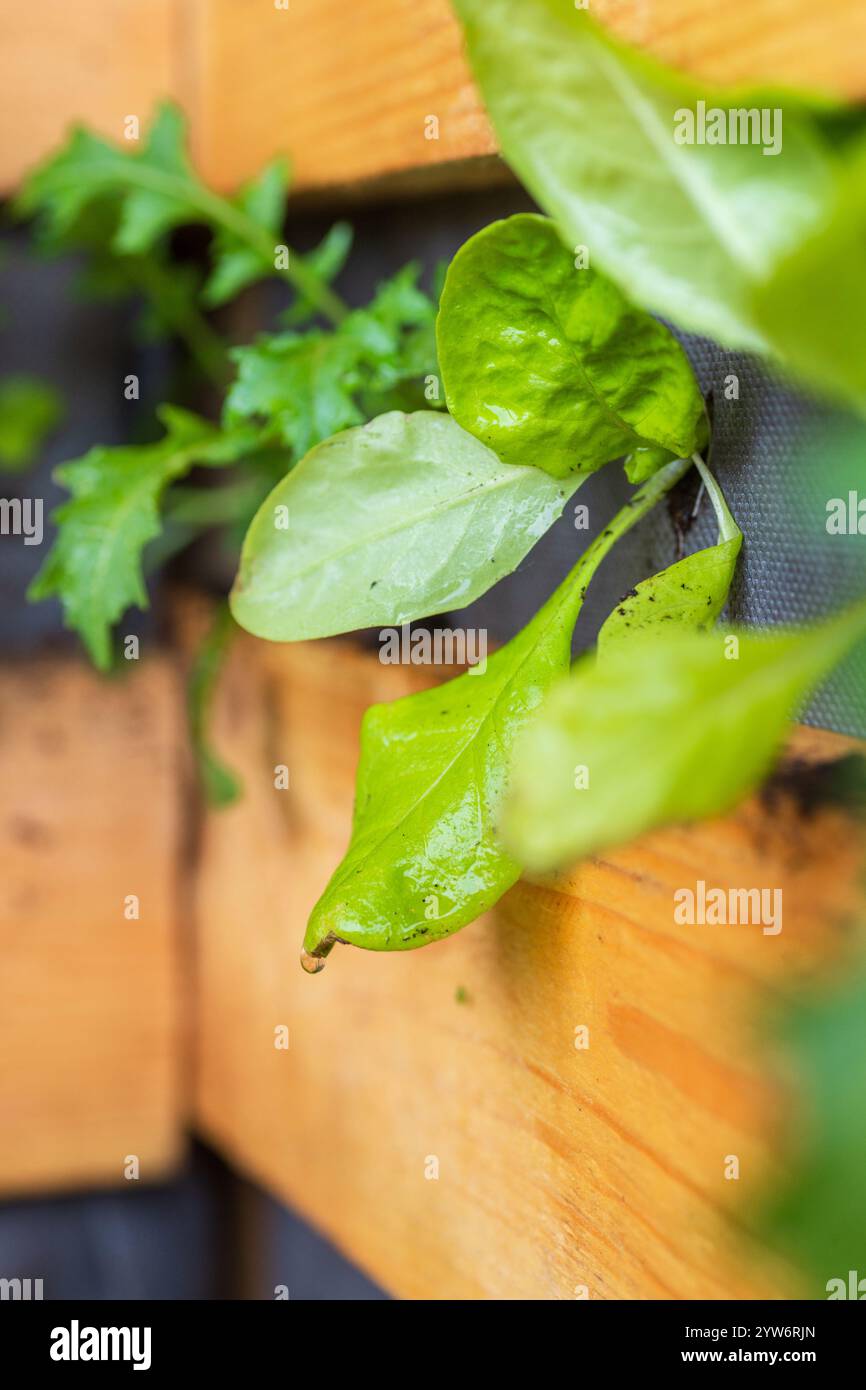 Jardin vertical avec des verts feuillus frais dans le planteur de palette en bois DIY Banque D'Images
