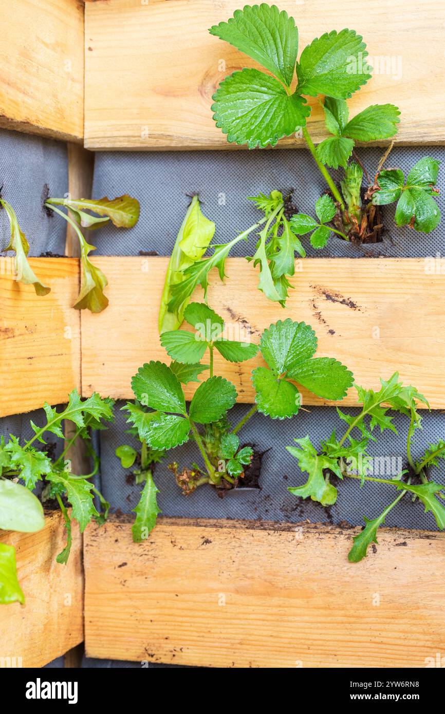 Culture de fraises et de laitues dans une jardinière verticale en bois DIY. Plantation compagnon Banque D'Images