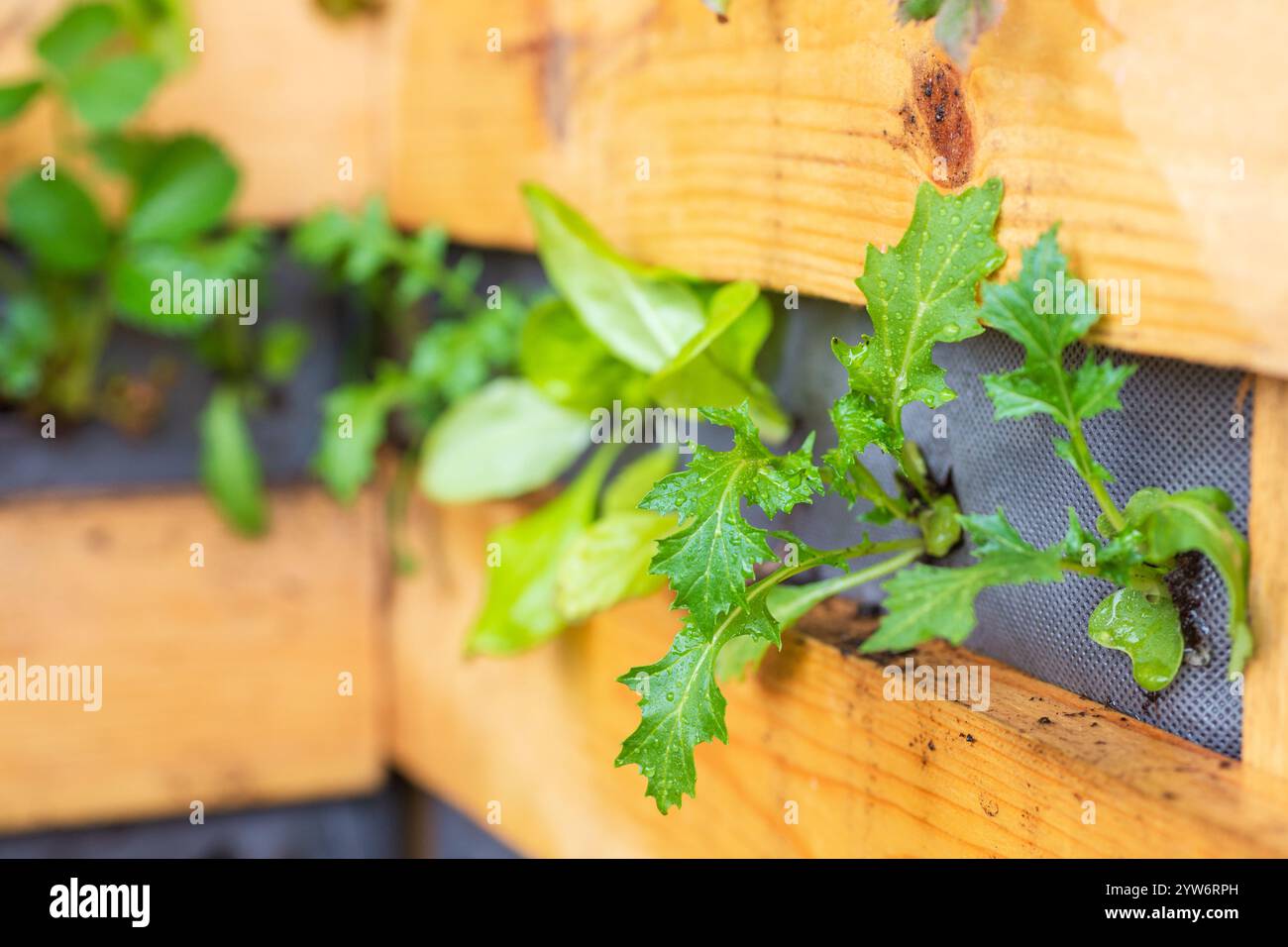 Jardin vertical avec des verts feuillus frais dans le planteur de palette en bois DIY Banque D'Images