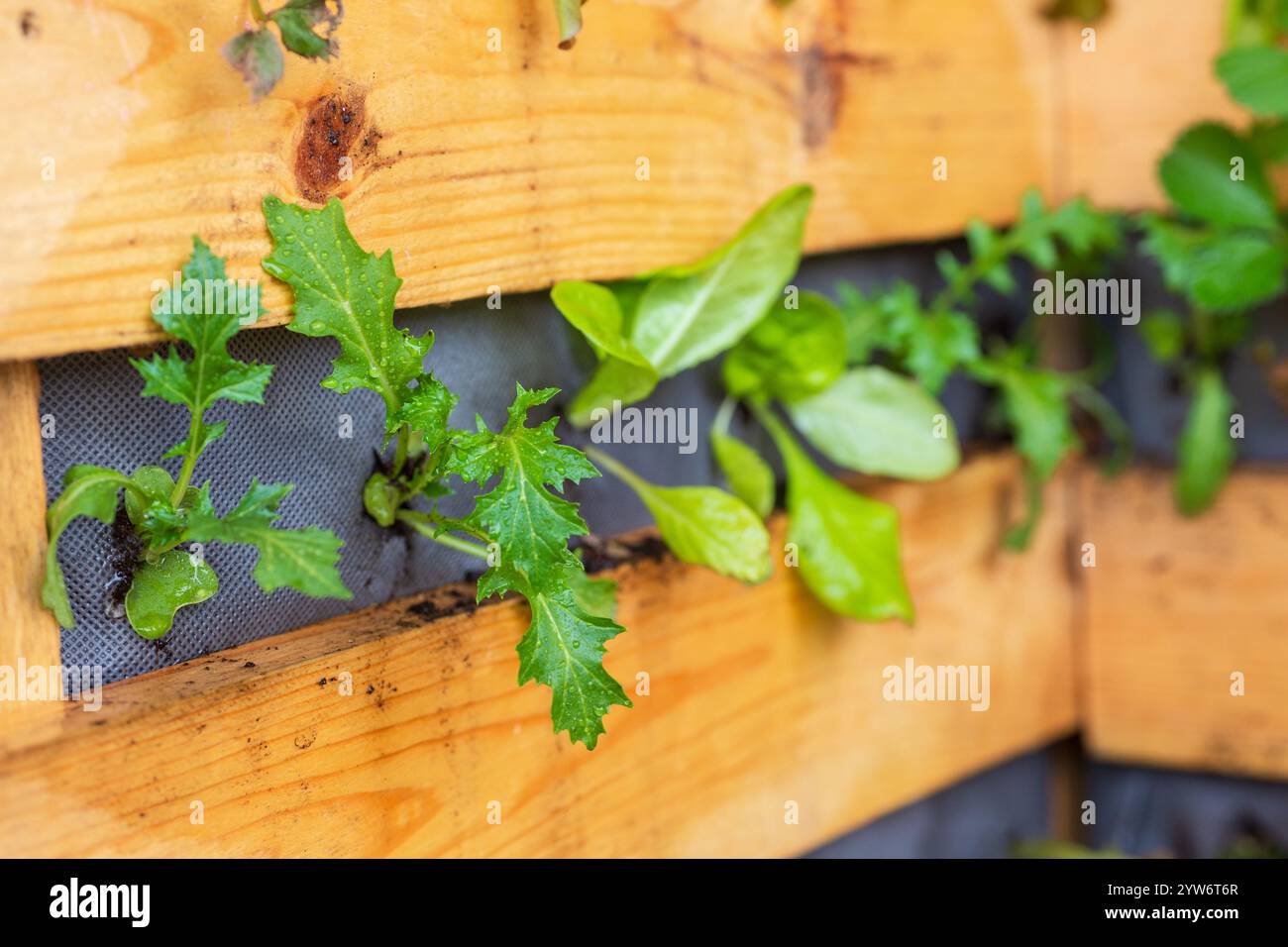 Jardin vertical avec des verts feuillus frais dans le planteur de palette en bois DIY Banque D'Images