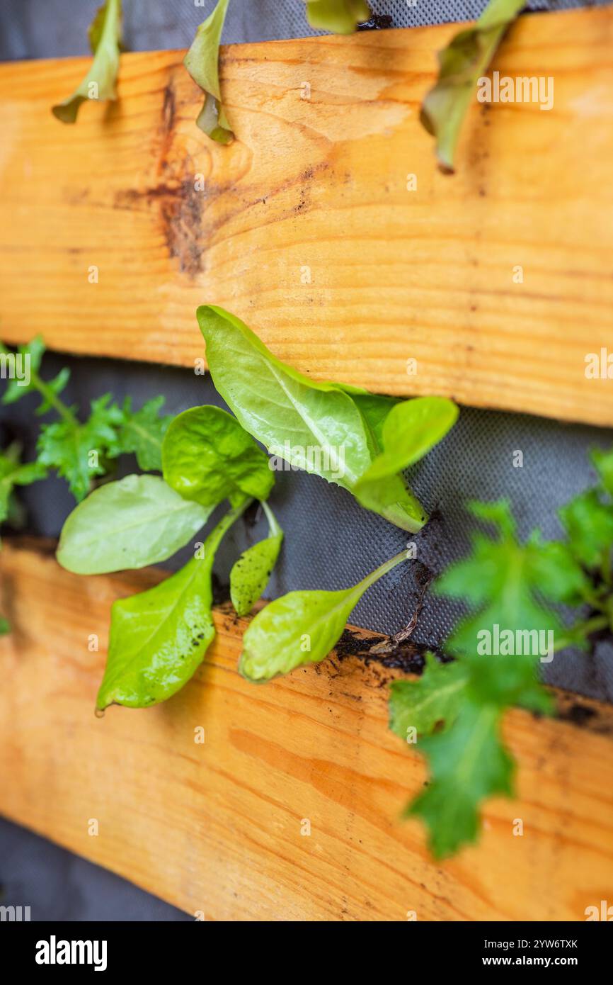 Jardin vertical avec des verts feuillus frais dans le planteur de palette en bois DIY Banque D'Images