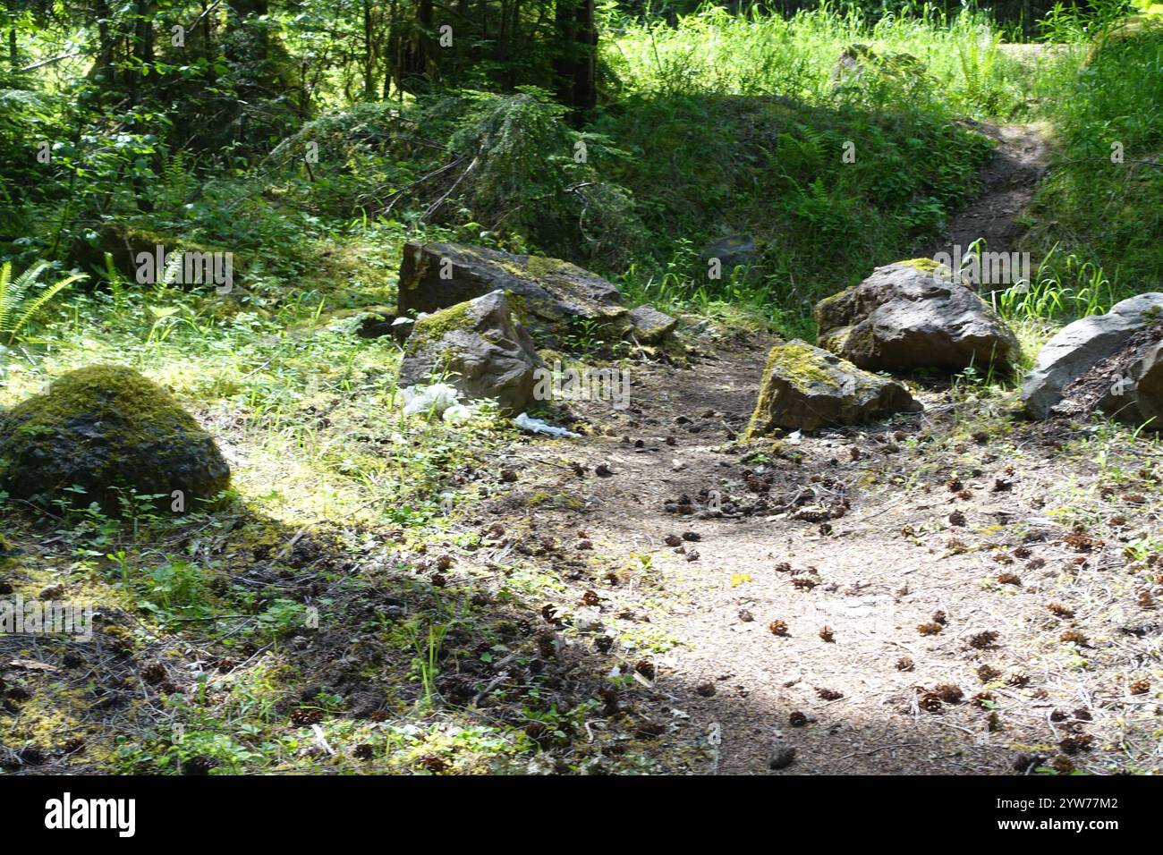 Au cœur de la forêt pluviale tempérée du nord de l'Oregon : conifères anciens recouverts de mousse émeraude vibrante, écorce rugueuse texturée avec une croissance luxuriante, tandis que le pin c Banque D'Images