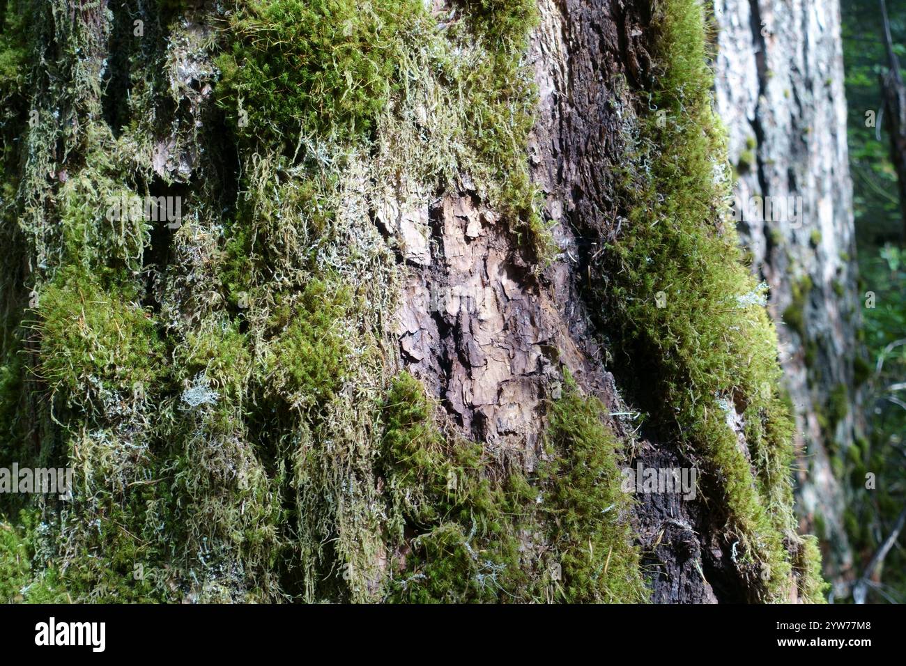 Au cœur de la forêt pluviale tempérée du nord de l'Oregon : conifères anciens recouverts de mousse émeraude vibrante, écorce rugueuse texturée avec une croissance luxuriante, tandis que le pin c Banque D'Images