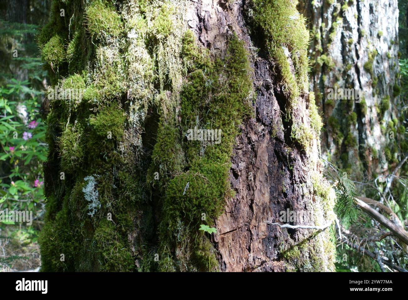Au cœur de la forêt pluviale tempérée du nord de l'Oregon : conifères anciens recouverts de mousse émeraude vibrante, écorce rugueuse texturée avec une croissance luxuriante, tandis que le pin c Banque D'Images