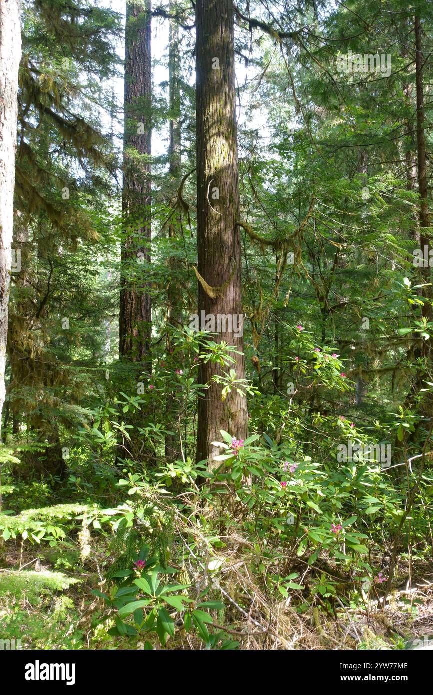 Au cœur de la forêt pluviale tempérée du nord de l'Oregon : conifères anciens recouverts de mousse émeraude vibrante, écorce rugueuse texturée avec une croissance luxuriante, tandis que le pin c Banque D'Images
