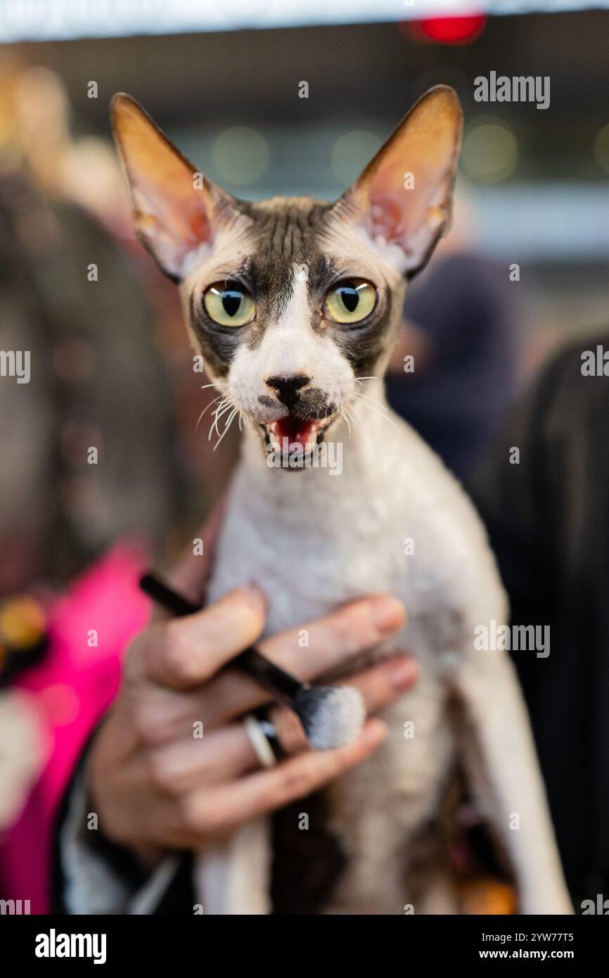 Cornish rex. Portrait de chat. Spectacle de chats. Chat de race pure Banque D'Images