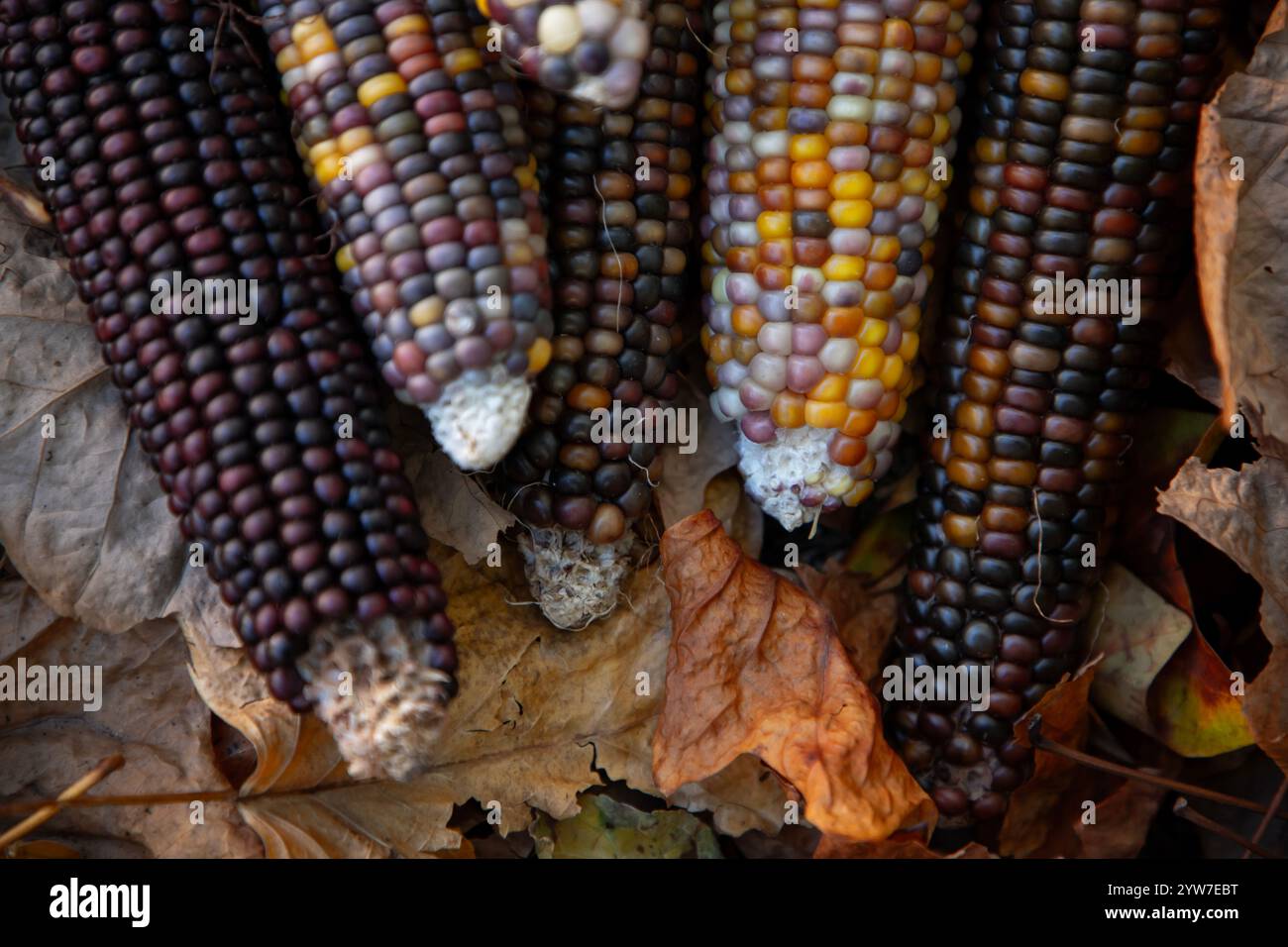 Le maïs indien, avec sa riche gamme de grains multicolores dans des teintes bleues, rouges, jaunes et brunes, est un symbole traditionnel de la saison des récoltes d'automne. Banque D'Images