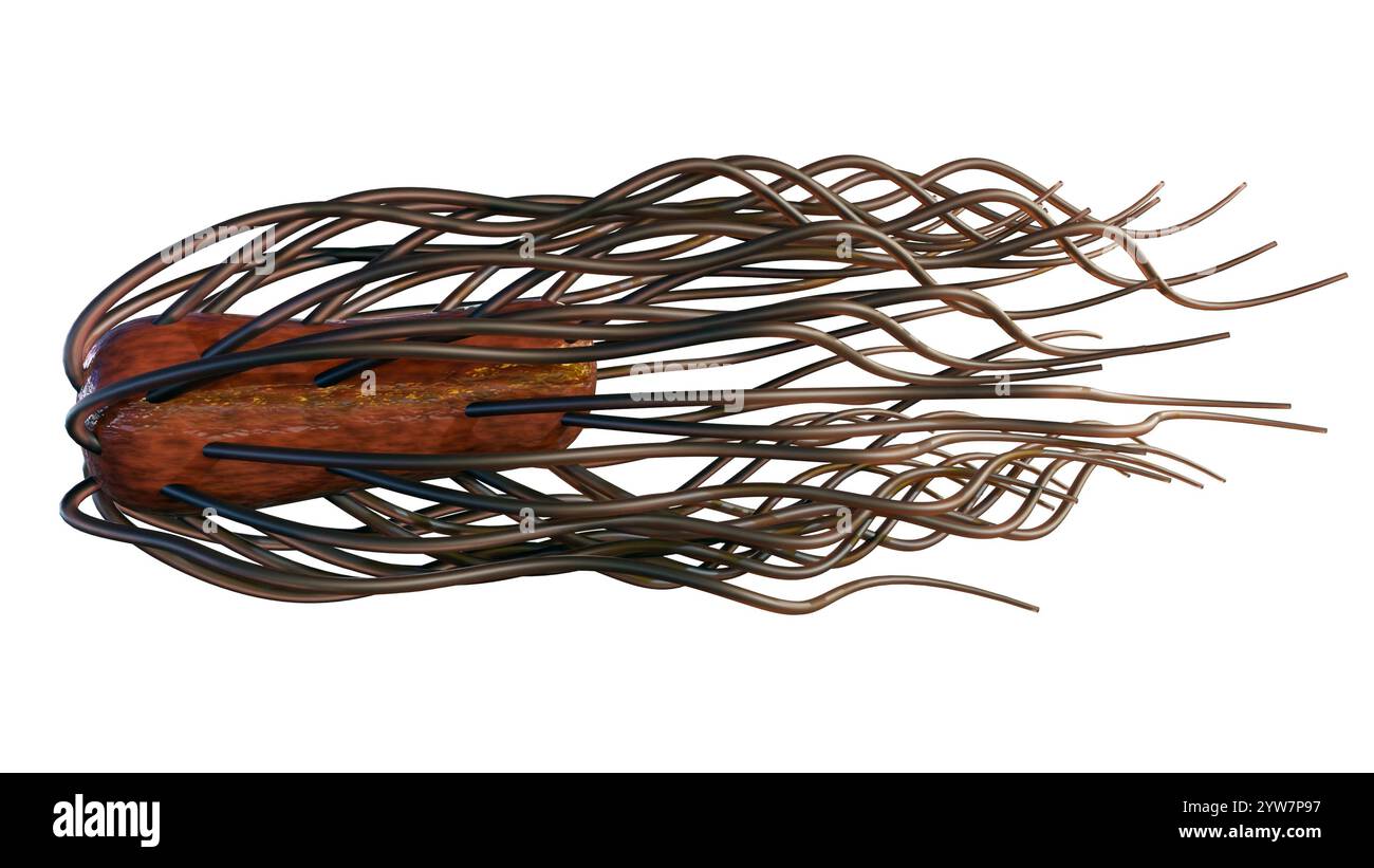 3e rendu des bactéries Proteus mirabilis isolées. Cette bactérie est une cause fréquente d'infections des voies urinaires. Banque D'Images