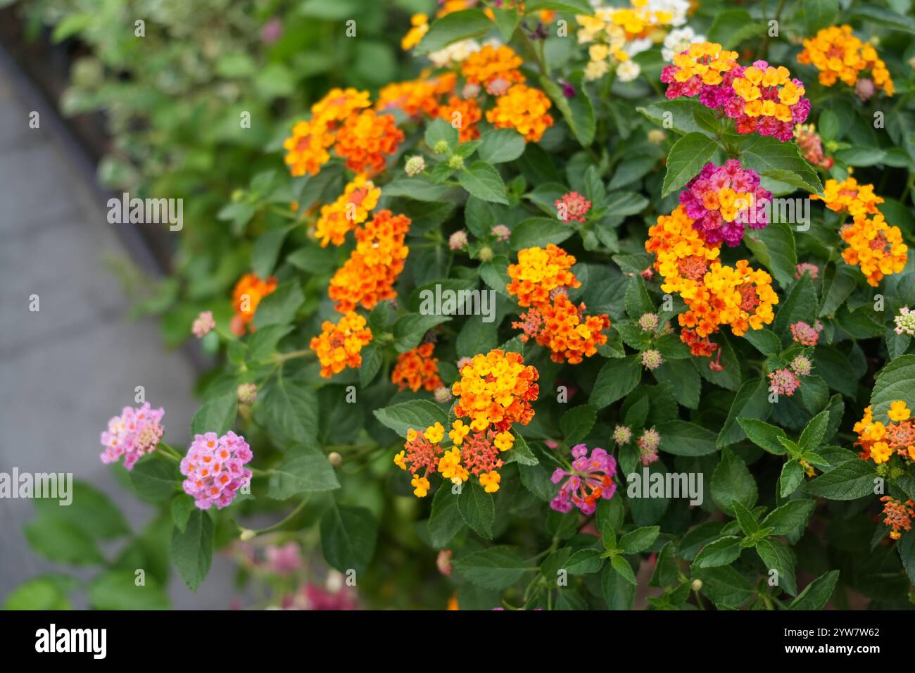 pots de fleurs avec bégonia jaune et feuilles vertes sur le trottoir près de la route protège les piétons ainsi qu'une balustrade à chaîne au carrefour Banque D'Images