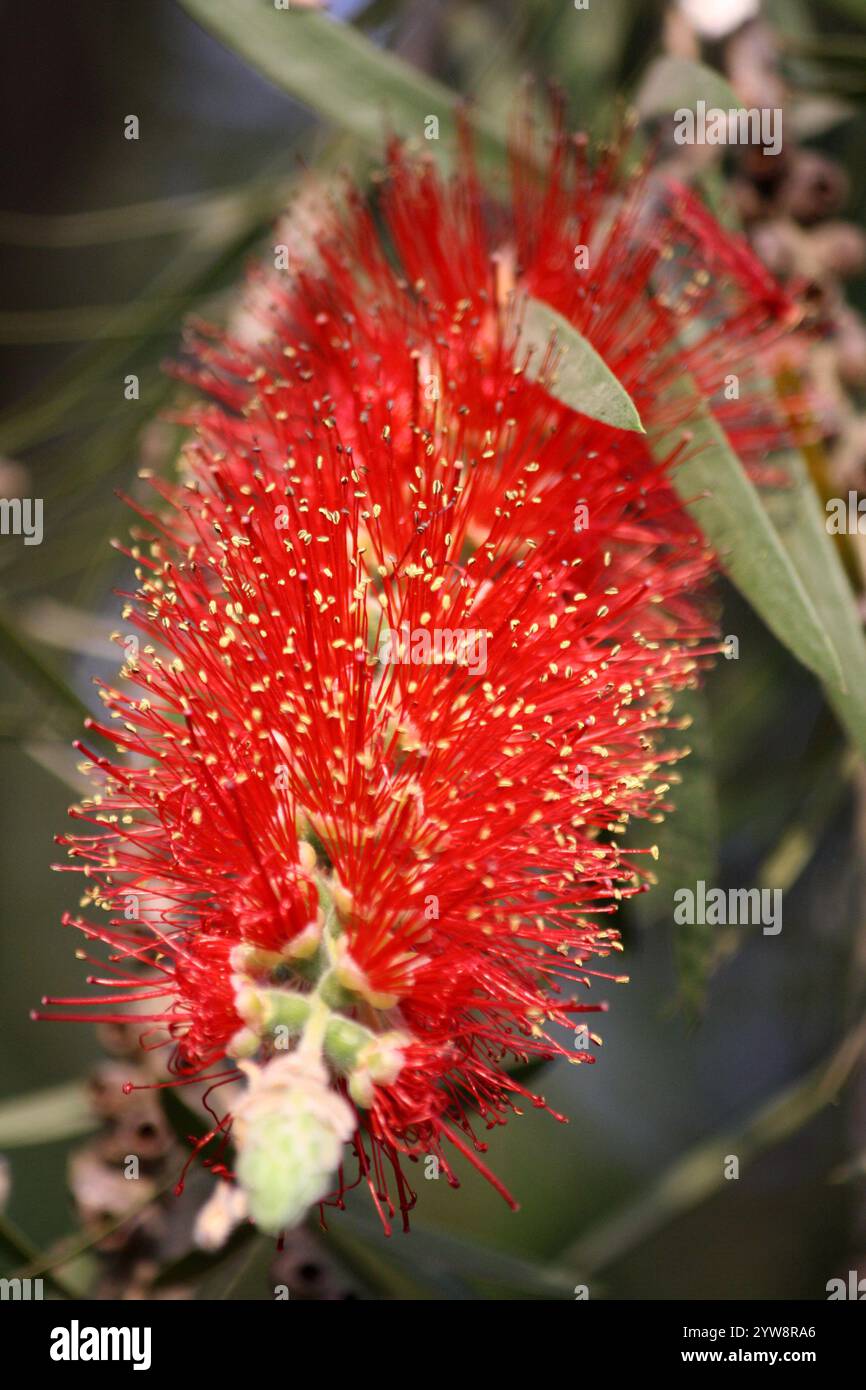 Les fleurs rouge vif de l'arbuste à biberon pleuca (Melaleuca viminalis) sont disposées en épis sur et autour des extrémités des branches. Banque D'Images