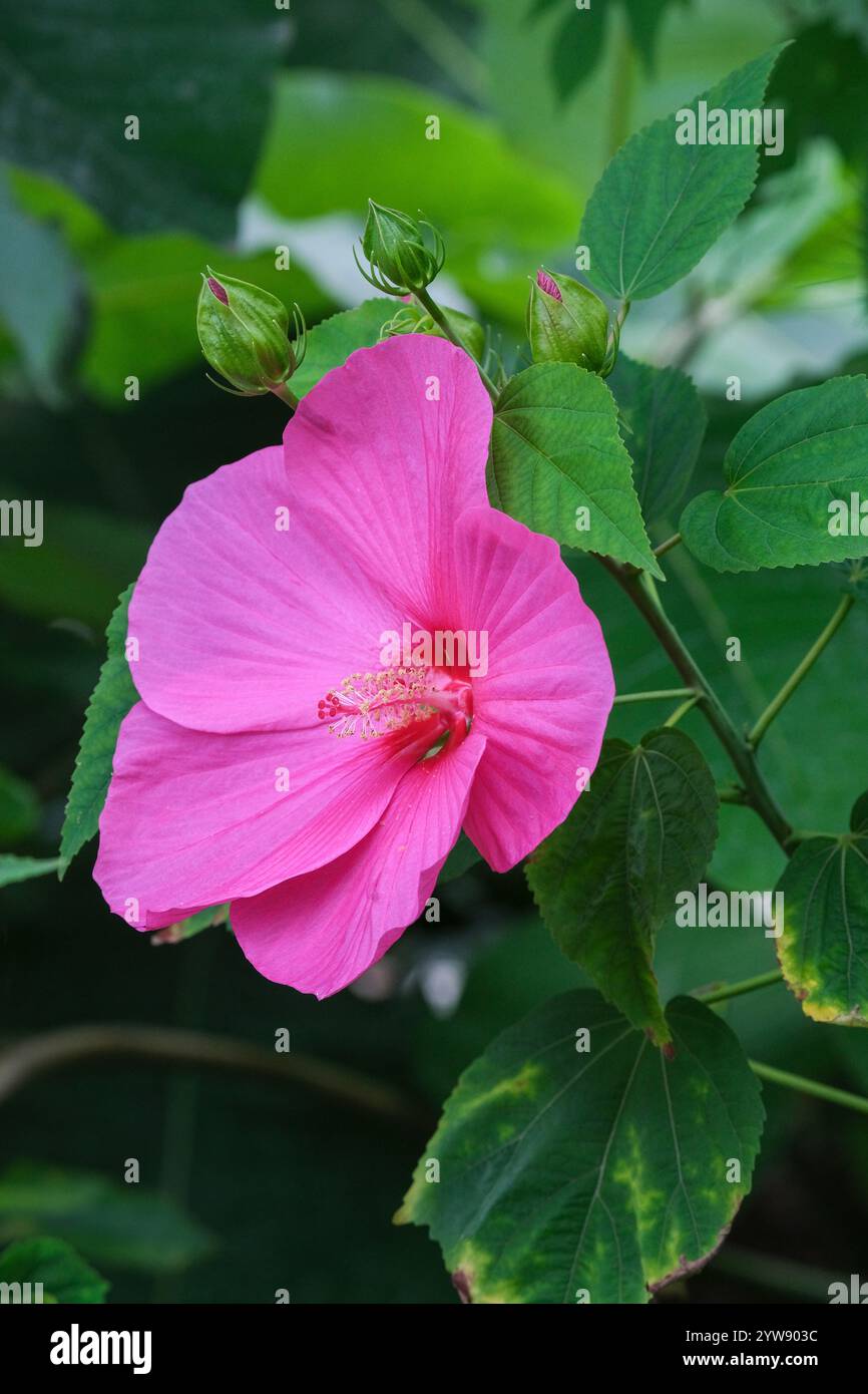 Hibiscus moscheutos Extreme Hot Pink, rose mauve Extreme Hot Pink, Hibiscus moscheutos ExtrehotPink, Banque D'Images