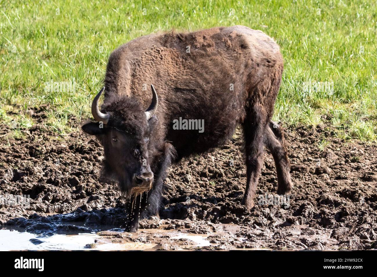 Près de bison des plaines américaines (bison bison) buvant dans un trou d'eau, sur le plateau nord du Grand Canyon. Banque D'Images Près de bison des plaines américaines (bison bison) buvant dans un trou d'eau, sur le plateau nord du Grand Canyon. Banque D'Images