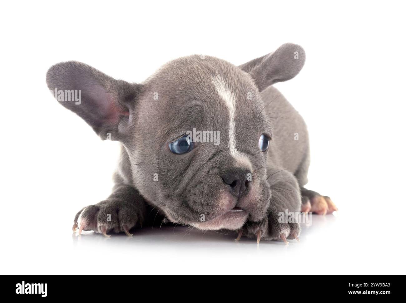 Chiot bouledogue français, in front of white background Banque D'Images