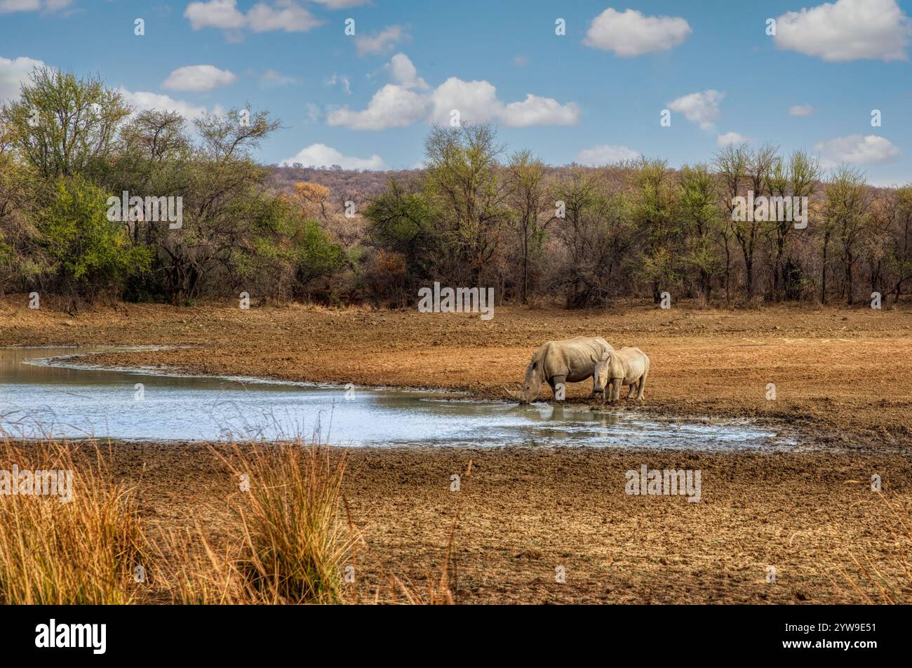 deux rhinocéros, mère et veau dans la brousse africaine, au point d'eau, dans la nature sauvage, les collines d'acacia en arrière-plan Banque D'Images deux rhinocéros, mère et veau dans la brousse africaine, au point d'eau, dans la nature sauvage, les collines d'acacia en arrière-plan Banque D'Images