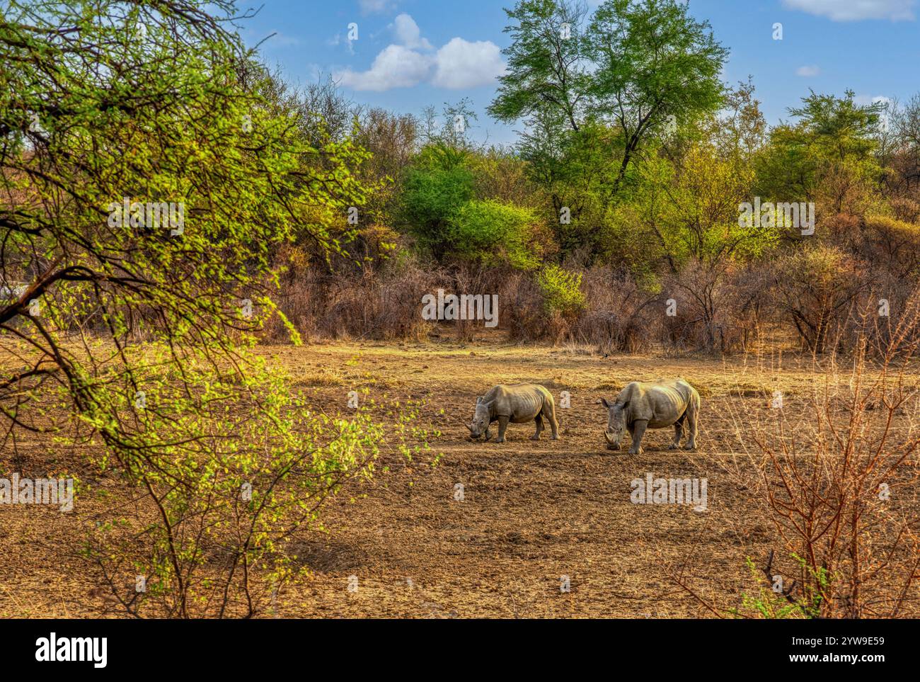 deux rhinocéros dans la brousse africaine, la montagne d'acacia sauvage dans les arrière-plans Banque D'Images deux rhinocéros dans la brousse africaine, la montagne d'acacia sauvage dans les arrière-plans Banque D'Images