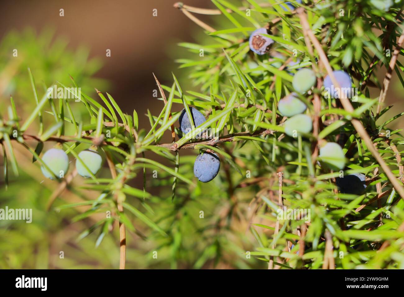 fond avec branche de genévrier dans la forêt Banque D'Images