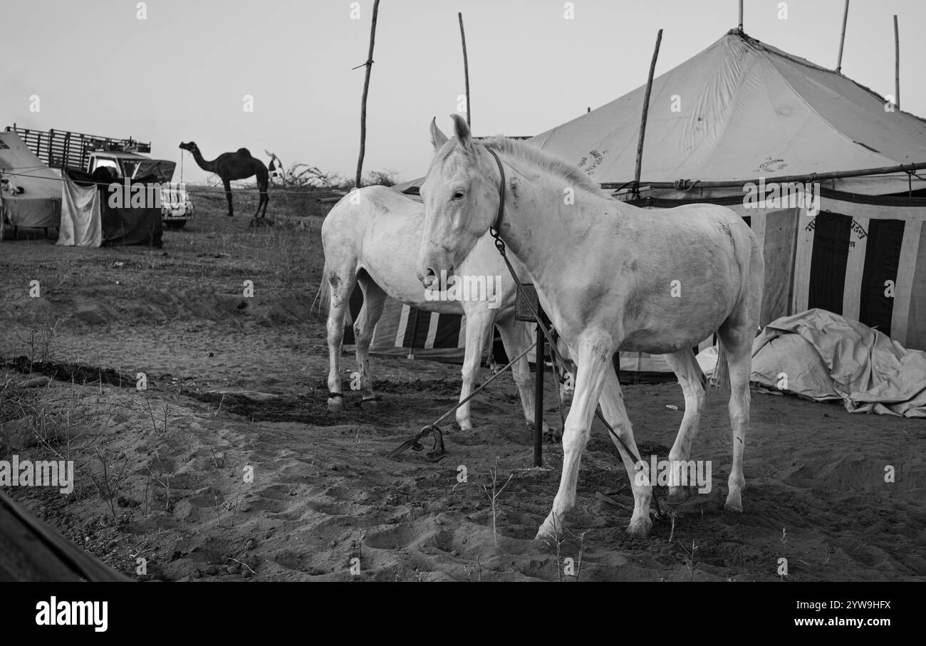 Camel Pushkar Fair Banque D'Images