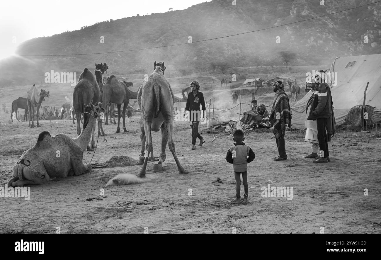 Camel Pushkar Fair Banque D'Images