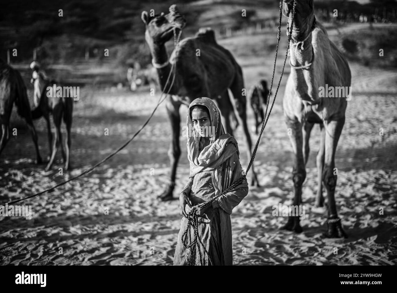 Camel Pushkar Fair Banque D'Images