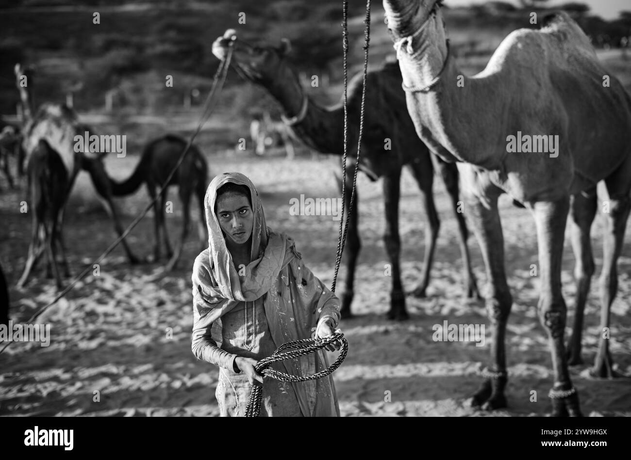 Camel Pushkar Fair Banque D'Images