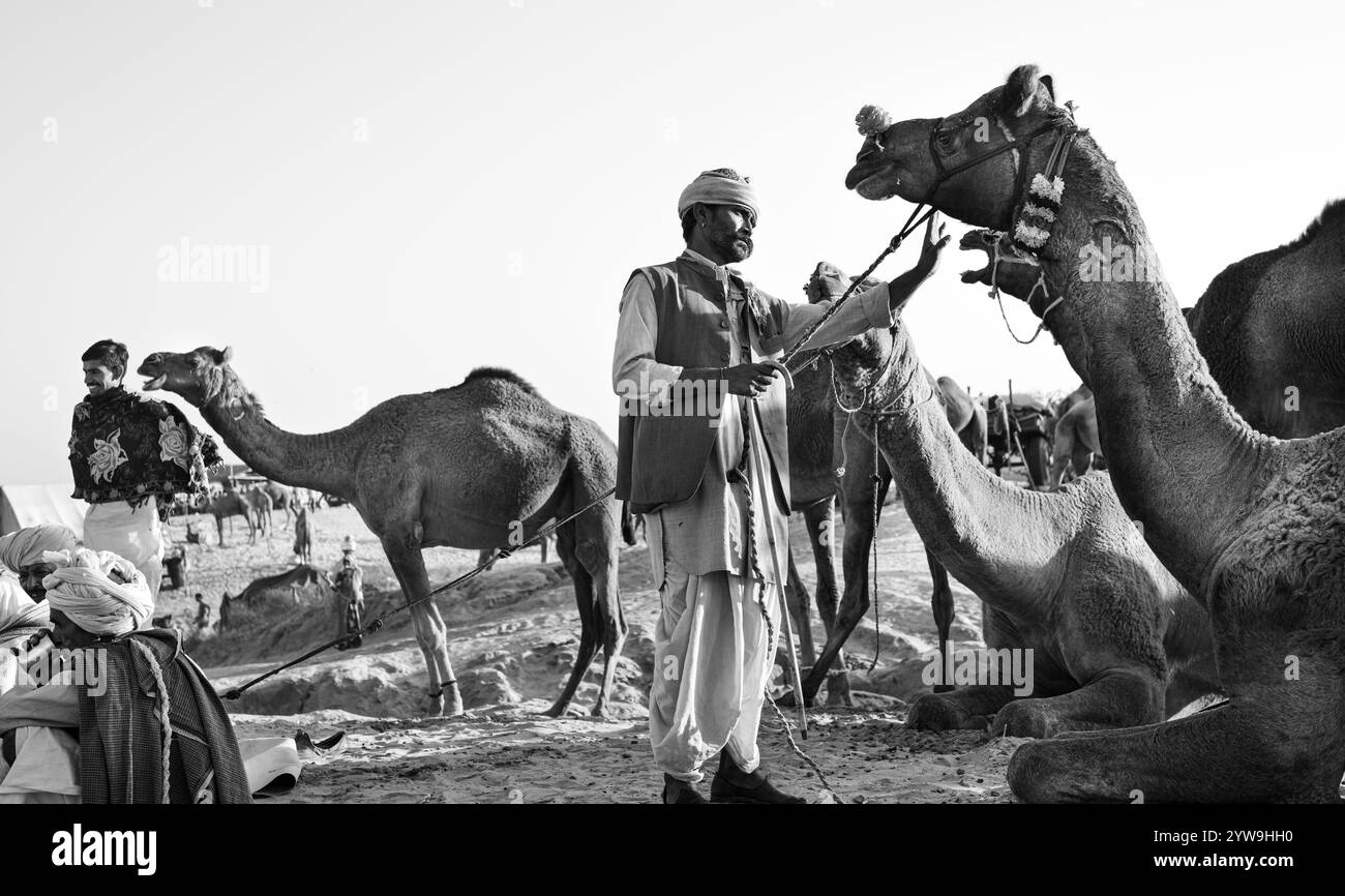 Camel Pushkar Fair Banque D'Images