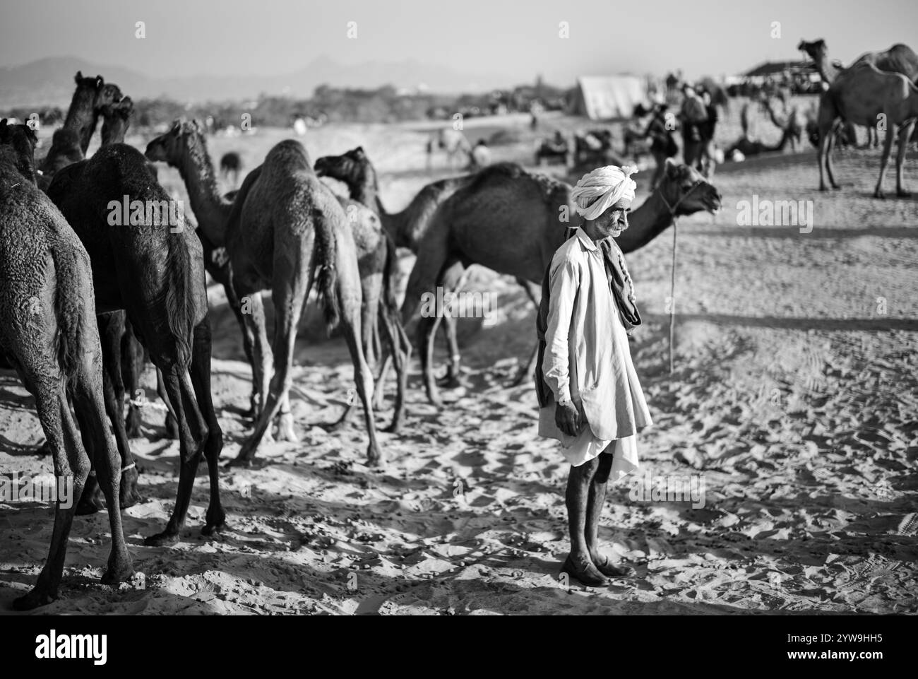 Camel Pushkar Fair Banque D'Images