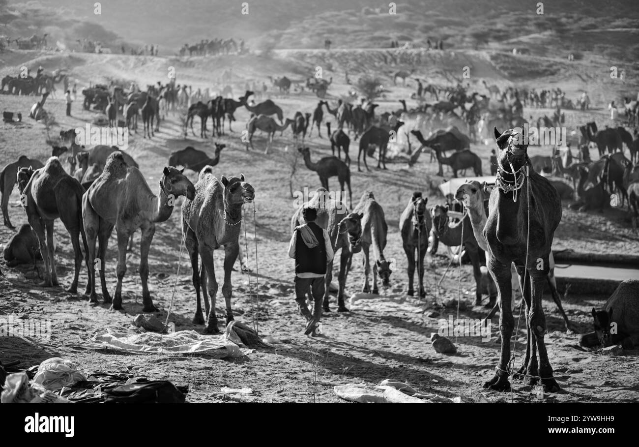 Camel Pushkar Fair Banque D'Images