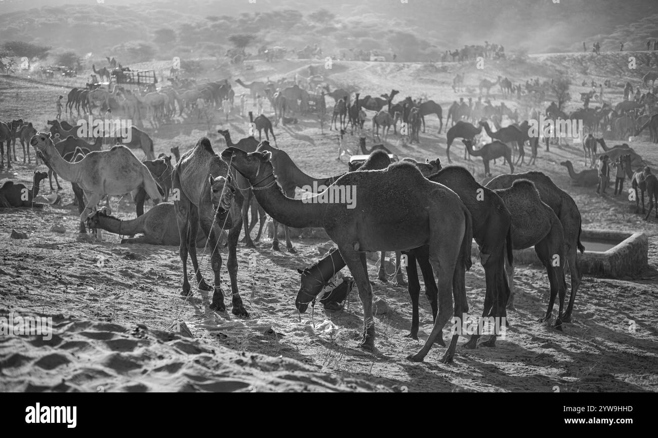 Camel Pushkar Fair Banque D'Images