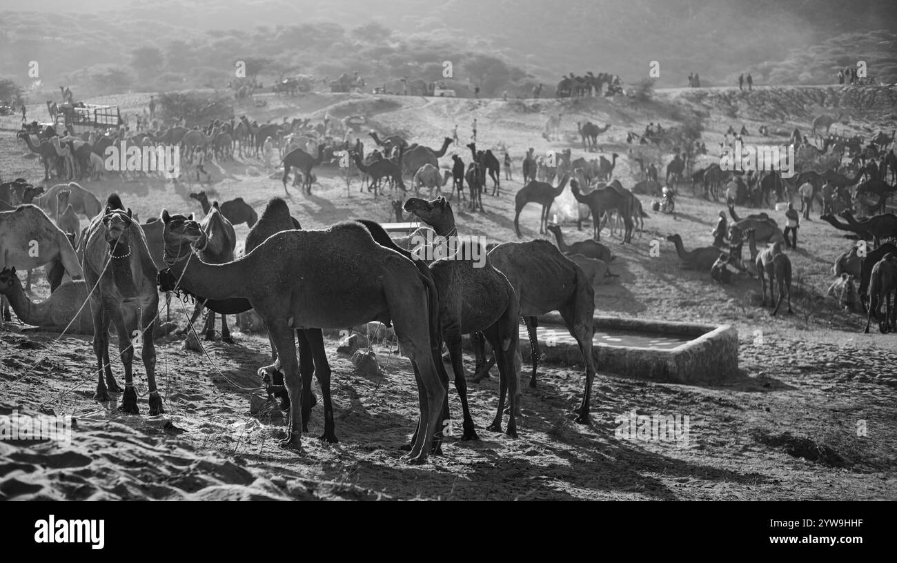 Camel Pushkar Fair Banque D'Images