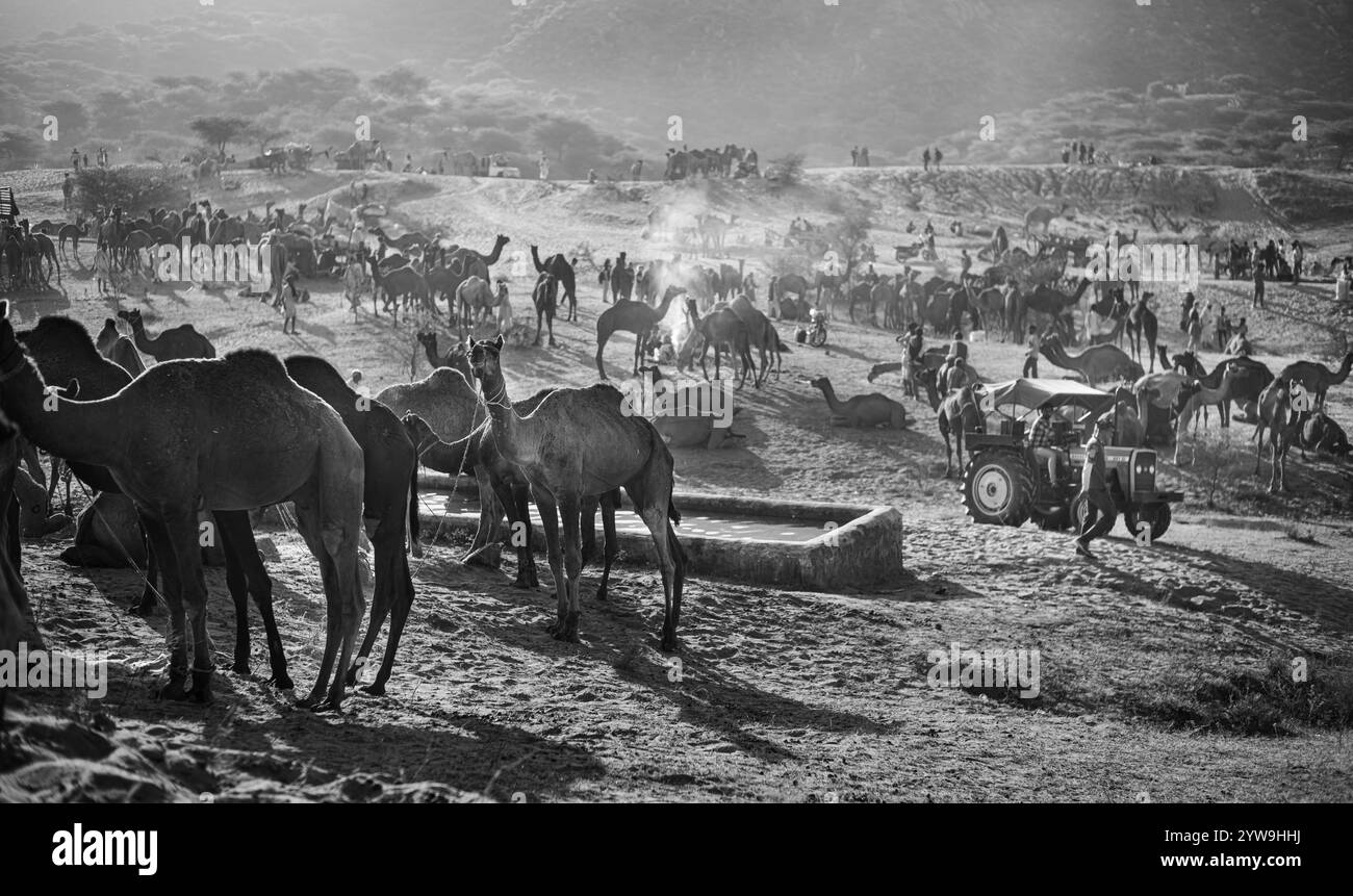 Camel Pushkar Fair Banque D'Images