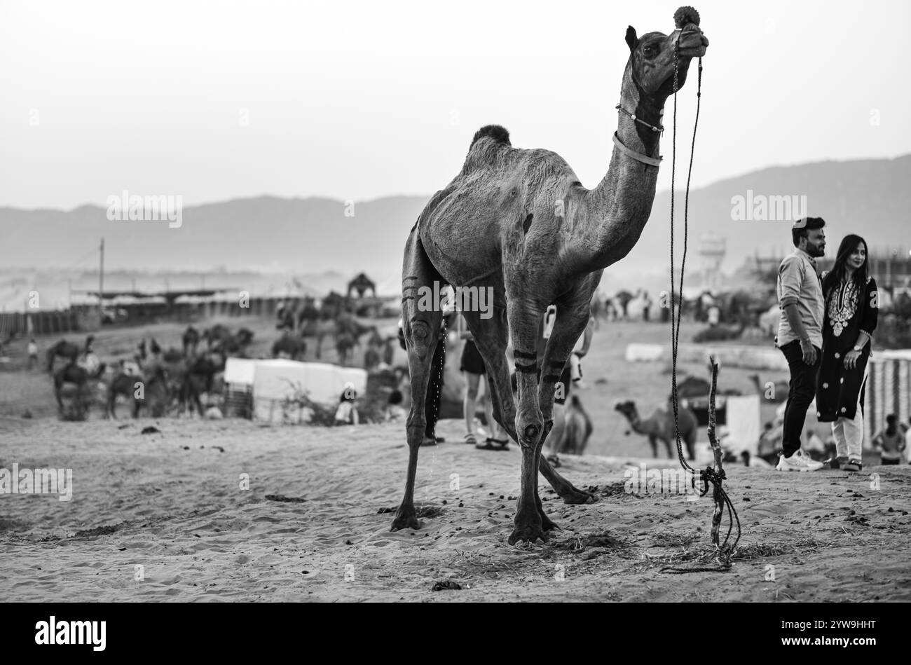 Camel Pushkar Fair Banque D'Images