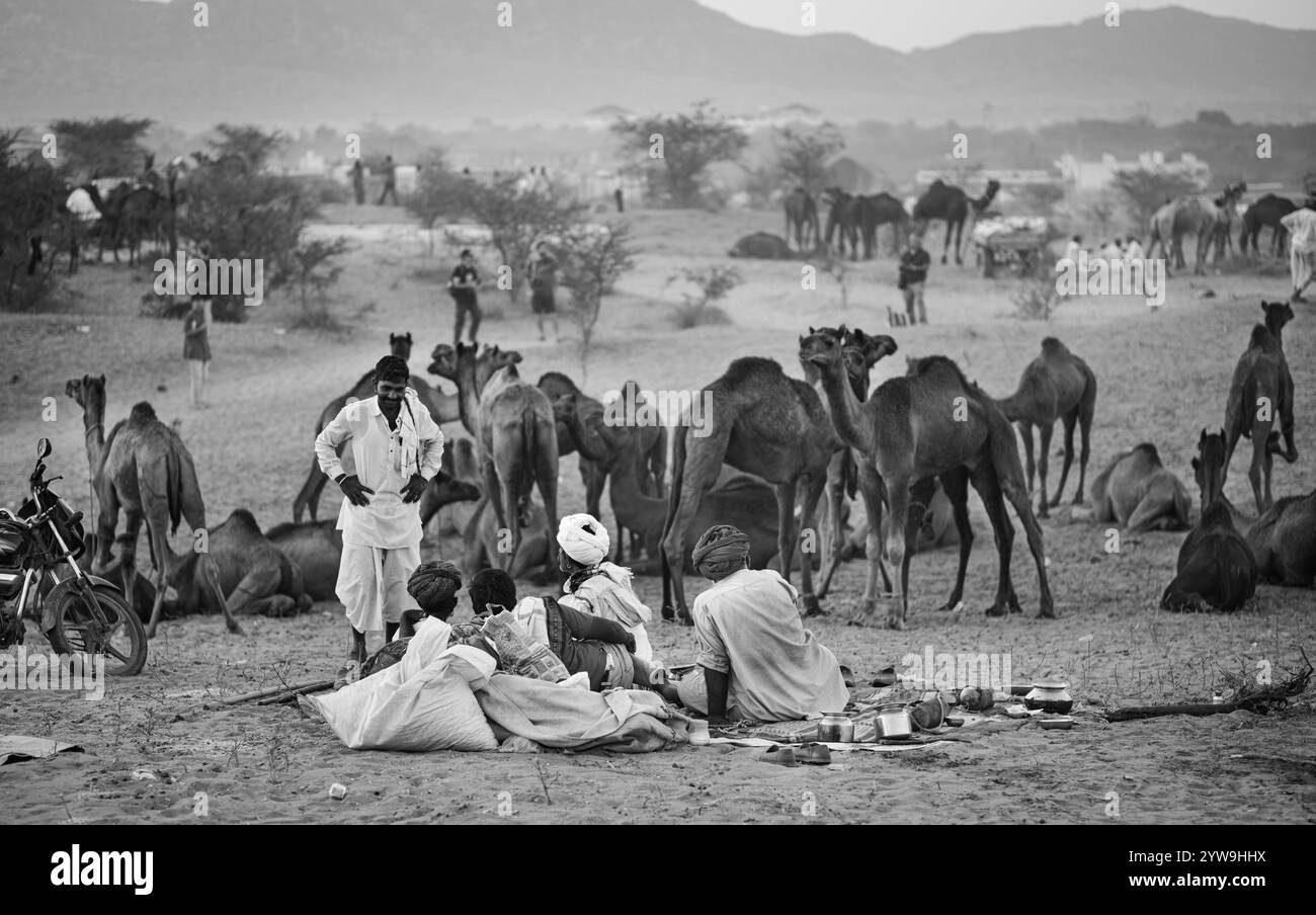 Camel Pushkar Fair Banque D'Images