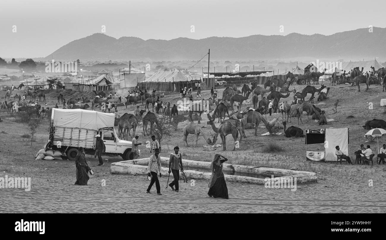 Camel Pushkar Fair Banque D'Images
