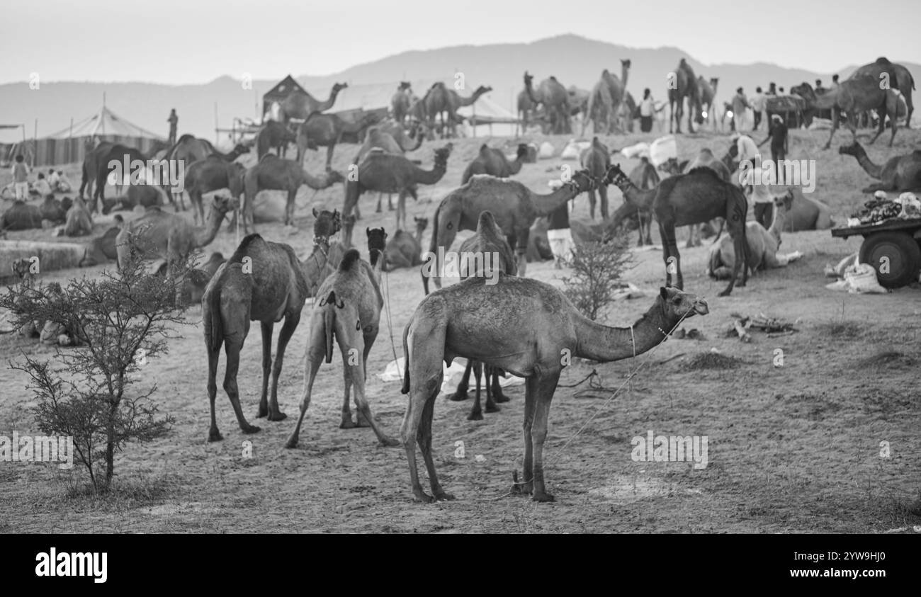 Camel Pushkar Fair Banque D'Images
