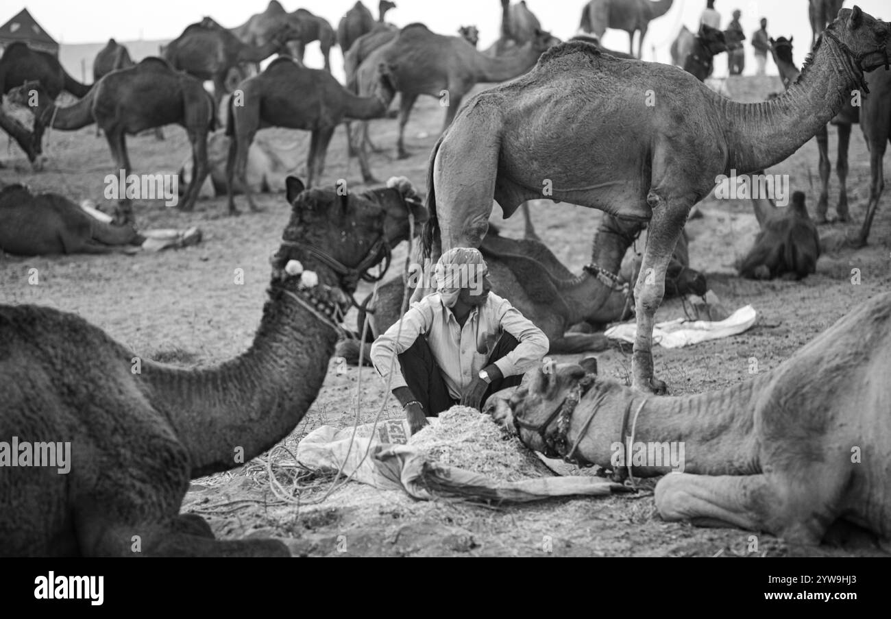 Camel Pushkar Fair Banque D'Images